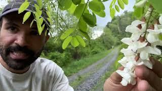 Tasting the World's Best Edible Flower (Rubinia psuedoacacia, "Black Locust")