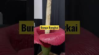 Bunga Bangkai di Kebun Raya Bogor