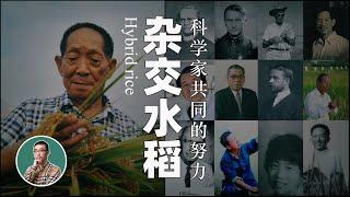 中国人为何能造出杂交水稻？除了袁隆平，也应该铭记这些人