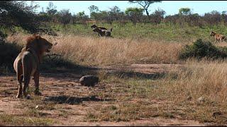 Lions Caught in the Middle of a Hyena Clan War!