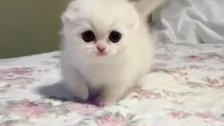 This Snowball Munchkin Kitten Is A Bundle Of Fluffy Cuteness