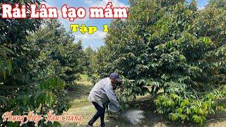 RẢI LÂN TẠO MẦM CHO SẦU RIÊNG - VƯỜN CHÚ 11-TẬP 1