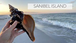 I found a giant shell! Sanibel Island gave me a big ol' horse conch!