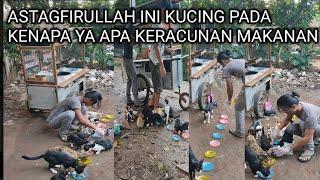 INI KERACUNAN MAKANAN KAH KENAPA YA KUCING KUCING JADI BEGINI