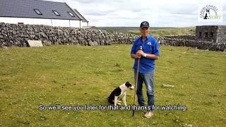 Training the Caherconnell Border Collies - This is how we start