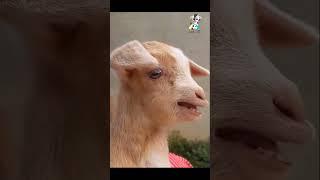 cute goat kid video #cute #goats #kids #shorts