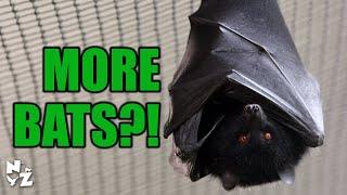 More Bats?!