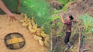 build duck cages and raise livestock