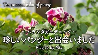 The unusual color combination of pansy | Balcony Gardening #75