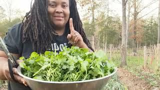 Let's Talk About Cilantro! Come Harvest and Process Cilantro with Me! (part 1)