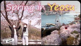 Visit the hidden gem of Korea, Yeosu! Full of cherry blossoms & amazing foods 