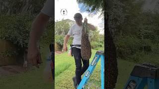 Giga Bee Swarm Drop