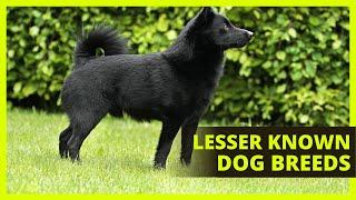 LESSER KNOWN DOG BREEDS |Top 10 rare dog breeds you might not know about