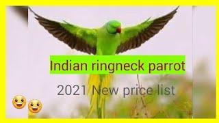 Indian ringneck parrot 2021 New  price list