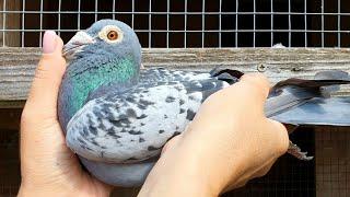 A Family of Extreme Marathon Champions! Racing Pigeons