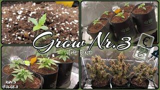 Spider Farmer SF 2000 Evo Setup F1Titan Eazy Bud Auto Zeit ,Stromkosten & Fazit Grow3 Folge, Woche11