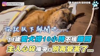 【14歲愛犬撐10小時不捨離開 主人心碎痛哭：別再受苦了...】｜@熊爸估狗dogtrainer