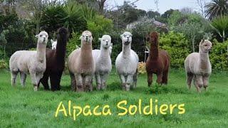 Alpaca Soldiers Saluting to General Alpaca