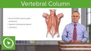 Vertebral Column – Anatomy | Lecturio