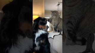 Old Cat Pets Big Fluffy Dog 