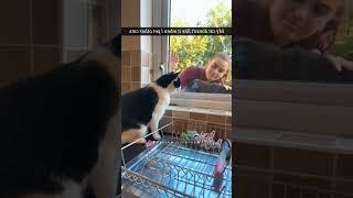 Funny Moments #funnycat #catlover #funny #cat #cats #pets #funnypets