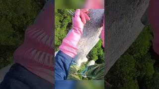  За мёдом диких пчёл без страховки