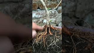 Root Premna Bonsai Program | Bonsai Sancang