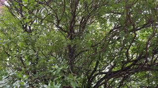 Strawberry tree - mid canopy - March 2025