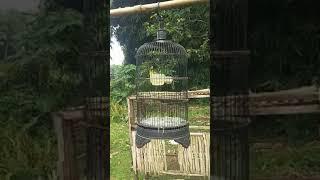 burung pleci gacor ngalas #kicaumania #burungkicau #masterkicau #birds