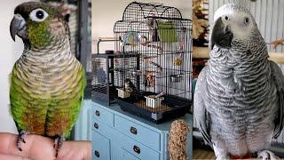 Bird Room Tour