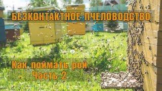 Как поймать рой. Часть 2. Начинающим пчеловодам