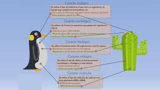 CARACTERES TAXONOMICOS