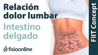 Intestino delgado y dolor de espalda o lumbar - ¿Qué relación tienen?