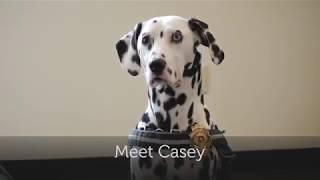 Casey the Fire Dog (for FireMed)