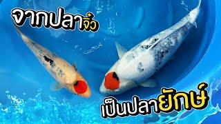 เลี้ยงปลาคาร์ฟ 8 เดือน โตไวกว่าที่คิด | The PETTO