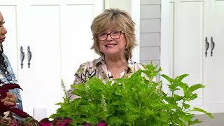 Girl Next Door 3-Piece Main Street Coleus Collection Live Plants on QVC