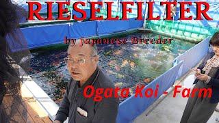 Koi Blog 251# - Rieselfilter (Trickle Filter) der Ogata Koi - Farm im Einsatz