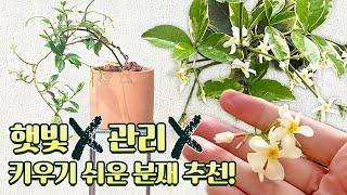 야 너두 키울 수 있어! 햇빛없이 키우기 쉬운 분재 추천! Feat.백화등과 마삭줄 차이 비교│백화등, 마삭줄, 초설