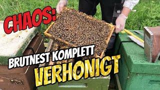 Chaos am Bienenstand: Brutnest VOLL Honig Bienenvolk WILL Schwärmen - Ableger Zadandt - Kunstschwarm