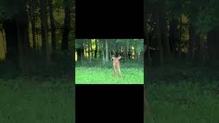 #deer #buck #wildlife #nature #naturelovers #animais #animals #shortsfeed #shortsvideo #ny #love