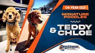 Teddy and Chloe | 6yr old miniature poodles | Best Dog Trainers of Central VA