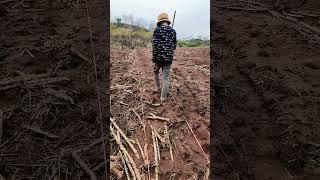 maize growing traditionally but hybrid corn seed