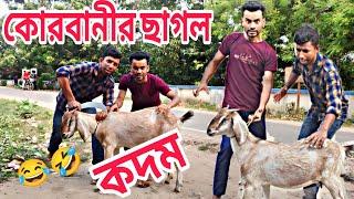 কোরবানীর ছাগল কদম। বাংলা ফানি ভিডিও । korbanir chagol kodom! comedy video!! djp channel! korbani