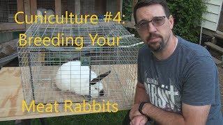 Cuniculture #4:  Breeding Your Homestead Meat Rabbits