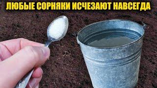 Все СОРНЯКИ исчезнут за 1 минуту навсегда! Простой безопасный способ без химии