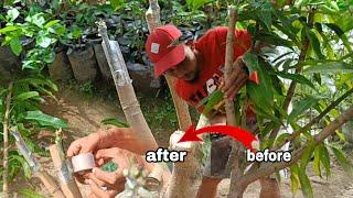 Top work Grafting techniques Mango change variety/ over growth Mango tree.