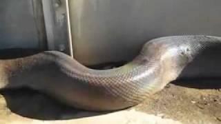 MORTE AO VIVO COBRA...HORRIVEL...CENAS FORTES....flv