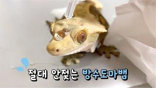 절대로 물에 젖지 않는 방수 도마뱀