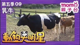 動物大明星 S5【乳牛】第5季 第09集｜認識動物｜自然生態｜魚類｜爬蟲類｜昆蟲｜海洋生物｜哺乳類｜Animal big star｜兒童電視節目【親子台｜官方HD完整版】momokids