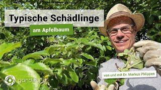 Typische Schädlinge am Apfelbaum | gardify Tipps